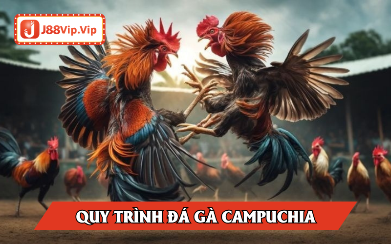 Quy trình tổ chức chọi gà Campuchia chi tiết