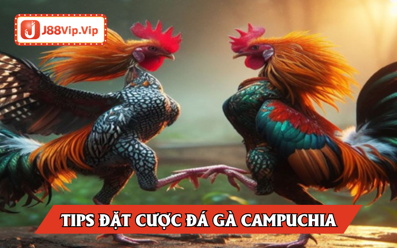 Tips cược đá gà Campuchia dành cho kê thủ